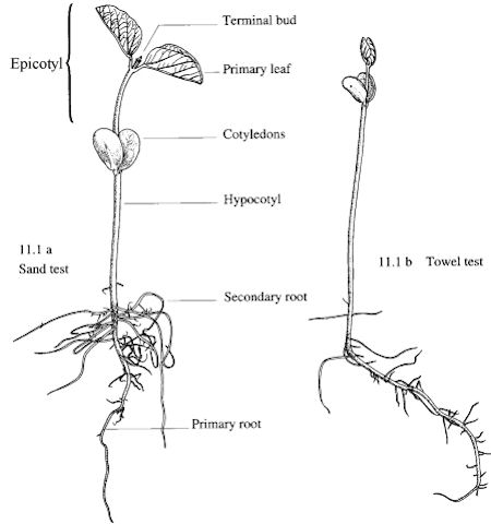 Parts of seedlings