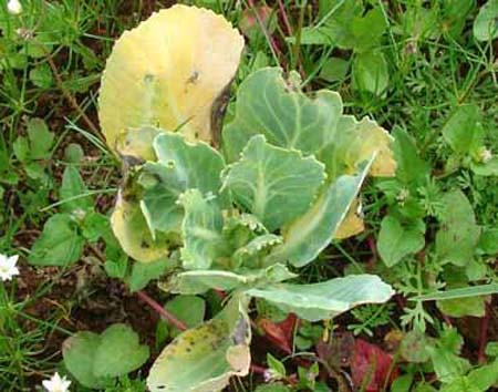 Cabbage-N