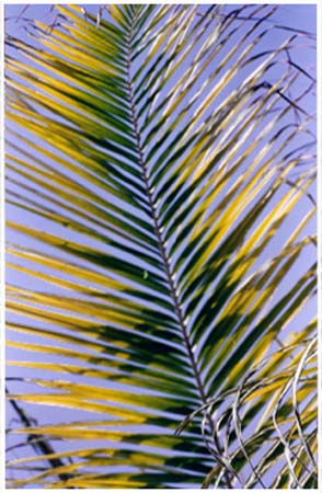 Mg - Oil Palm
