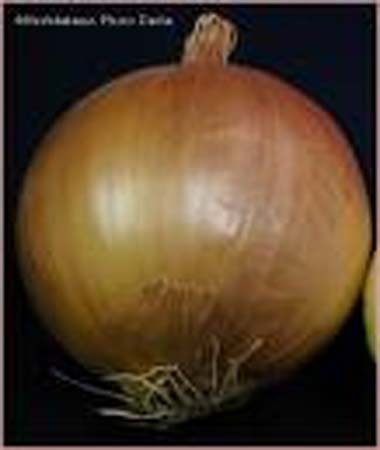Mn - Onion
