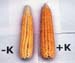 K corn
