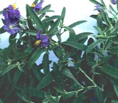 Solanum elaegnifolium