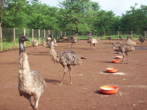 emu_feeding