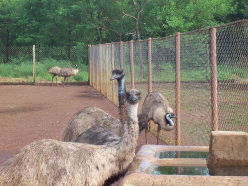 emu_watering