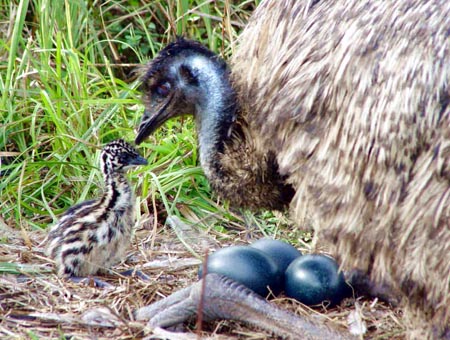 emu hatching