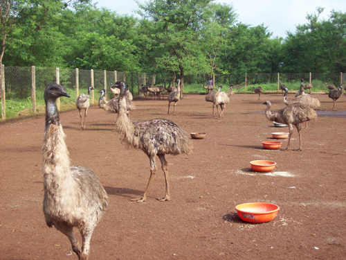 EmuWatering