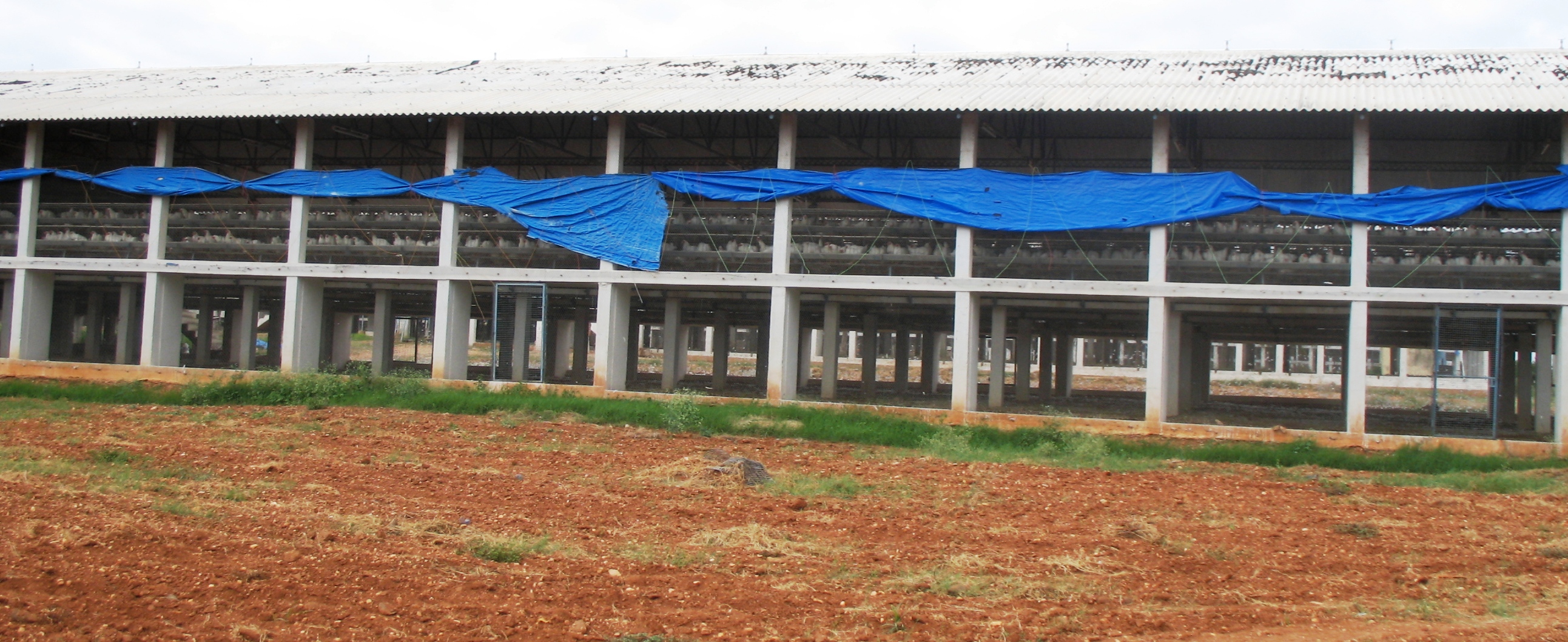 poultry_housing_002