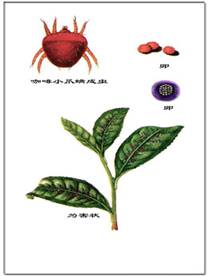 Crop Protection Insect Pest Tea