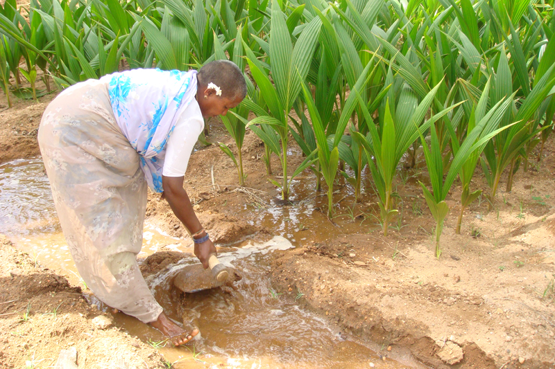 10. Nursery irrigation3