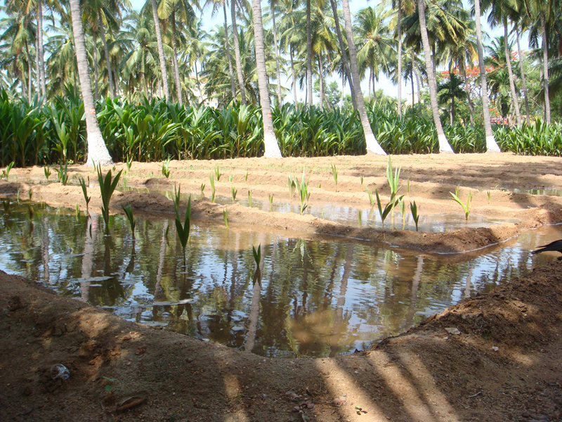 4. Irrigated nursery