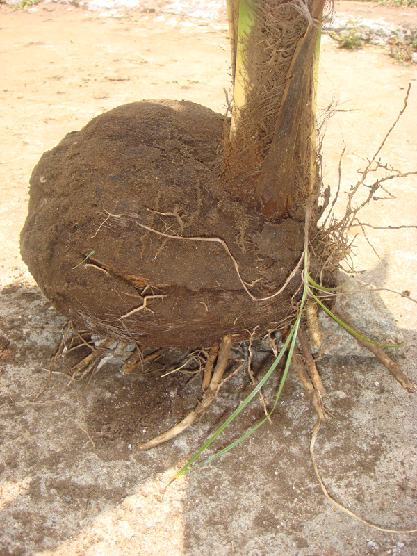 27. well growth root system