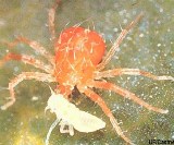 predatory-mite