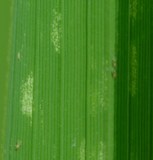 spider-mites-in-rice