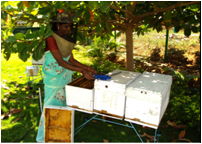 http://agritech.tnau.ac.in/farm_enterprises/new_image/apiculture_bee.png
