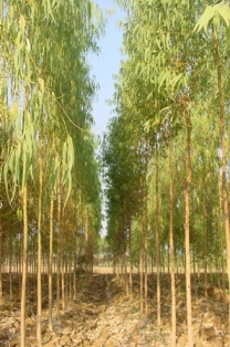 Industrial Agroforestry