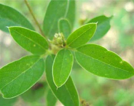 Pigeonpea-Zn