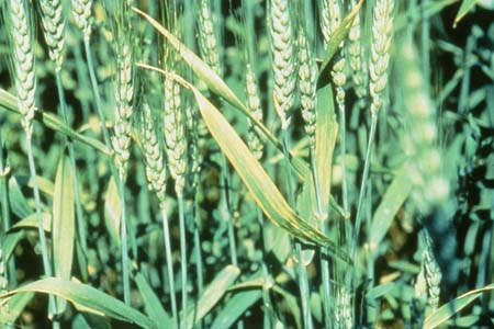 Wheat K1 copy